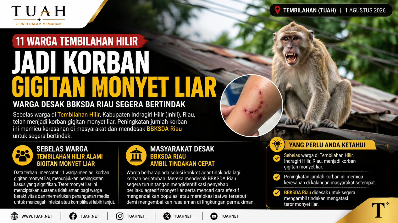 11 Warga Tembilahan Hilir Digigit Monyet Liar, BBKSDA Riau Didesak Bertindak
